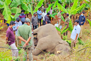 மின்வேலியில் சிக்கி காட்டு யானை உயிரிழப்பு