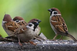 sparrow bird in haryana
