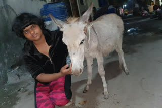 Gunaratna Sadavarte Viral Donkey