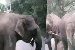 Elephants create ruckus in Shahdol