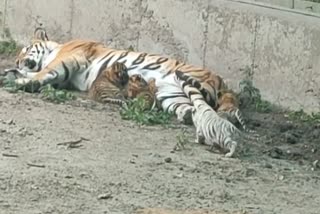 Indore Kamala Nehru Zoo