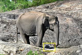 Twin Elephants Born In Chamarajnagar