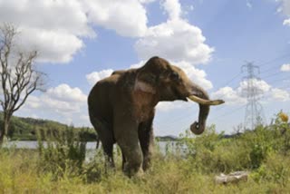 Elephant Follows Men