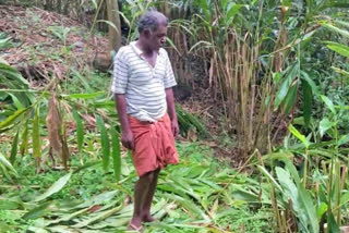 idukki cardamom plants destroyed  pooppara cardamom plants  പൂപ്പാറ ഏലം ചെടികള്‍ വെട്ടി നശിപ്പിച്ചു  ഇടുക്കി ഏലം ചെടികള്‍ സാമൂഹ്യ വിരുദ്ധർ നശിപ്പിച്ചു