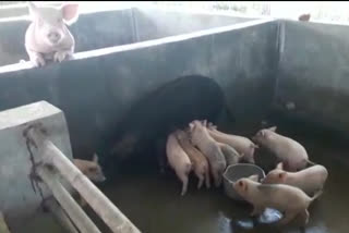 63-pigs-died-of-swine-flu-in-tripura