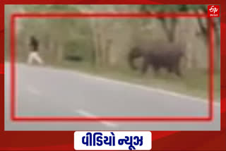 Karnataka Elephant Attack: કર્નાટકમાં હાથીના હુમલામાંથી એક પ્રવાસી જીવ બચાવીને ભાગ્યો