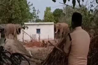 terror of elephants in Shahdol