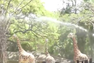 Karnataka: Special arrangement in zoo to protect from heat