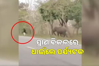 WATCH VIDEO: ପର୍ଯ୍ୟଟକଙ୍କୁ ଗୋଡାଇଲା ହାତୀ, ପଡି ଉଠି ଦୌଡିଲେ ଯୁବକ