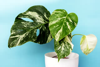 what are variegated plants, how to take care of variegated plants, variegated plant care tips, basic gardening tips, indoor plants