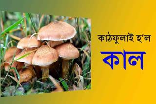 woman dies after consuming poisonous mushrooms