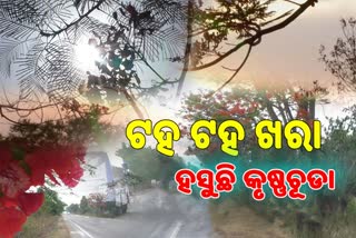 ରୌଦ୍ରଙ୍କ ପ୍ରଚଣ୍ଡ ତାପକୁ ଅଟ୍ଟହାସ୍ୟ କରୁଛି କୃଷ୍ଣଚୂଡା, ଶିଖାଉଛି ପ୍ରତିକୂଳରେ ଜିଇଁବାର ତରିକା