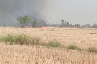 bhiwani fire in crop field