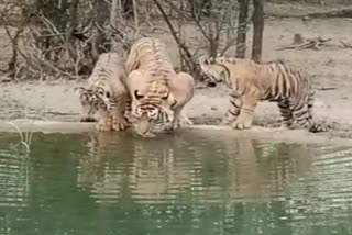 Tiger Sighting in Ranthambore