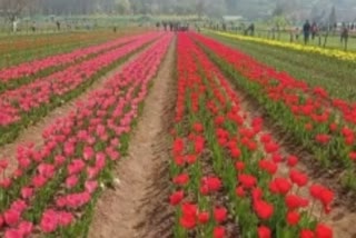 Tulip Garden Closed: ایشیا کا سب سے بڑا ٹیولپ باغ  26 دنوں بعد سیاحوں کے لیے بند