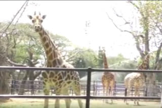 Zoo authorities ensure animals beat the heat