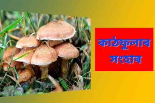 three people dies after consuming poisonous mushrooms in dima hasao