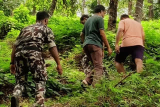 presence of a tiger in Kattippara Kozhikode  കട്ടിപ്പാറയില്‍ കടുവയുടെ സാന്നിധ്യം  കട്ടിപ്പാറ വന്യജീവി ആക്രമണം  തിരുവമ്പാടി വാര്‍ത്ത