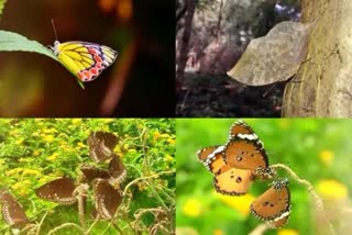 Butterfly Garden Indore