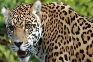 tehri leopard