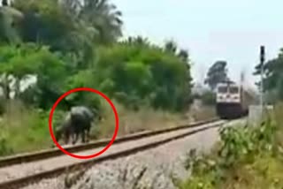 loco-pilot-stops-train-to-save-lives-of-buffaloes