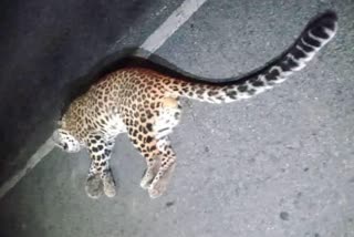 Leopard dies on Paonta Sahib Highway.