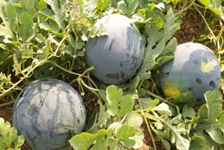 watermelon selling problem in boudh