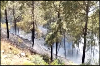 incident of forest fire in solan