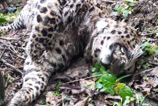 Leopard Body Founds in Dayana Tea Garden of Dooars