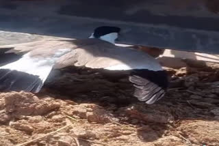 Watch: Video of bird guarding eggs against excavator