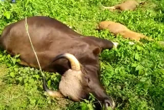 bodies of three bison recovered at Dooars