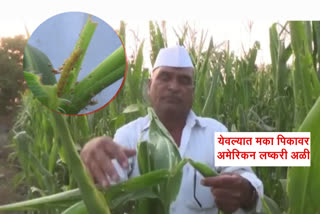 Infestation Of Larvae On Maize