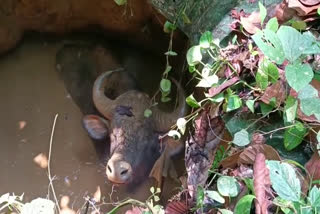 വണ്ണപ്പുറത്ത് കിണറ്റില്‍ വീണ് കാട്ടുപോത്തിനെ രക്ഷിച്ചു  വണ്ണപ്പുറം വാര്‍ത്ത  Vannappuram Idukki news  wild buffalo fell into well at Vannappuram