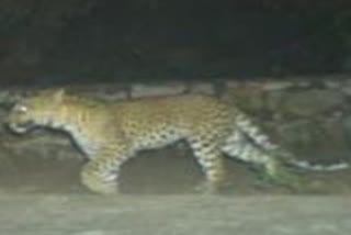 Panther attack in Rajsamand