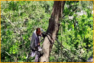 TREES CUTTING AROUND RIDGE