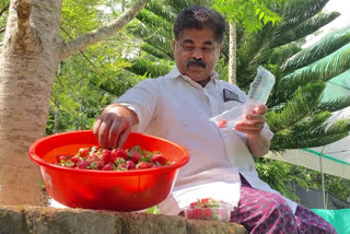 aBest Strawberry Farmer in idukki Award  PA Sojan Pallivathukal Chinnakanal  Strawberry Farming news  സ്ട്രോബറികൃഷി  പി.എ സോജന് പുരസ്കാരം  പി.എ സോജന്‍റെ സ്ട്രോബറി കൃഷി
