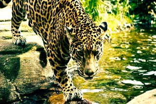 Cheetah at Nagrakata