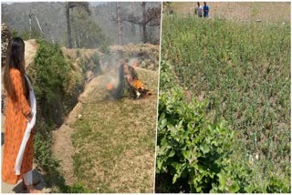 opium cultivation in Tehri