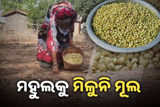 ମହୁଲ ଫୁଲର ଅଭାବି ବିକ୍ରି: ହତାଶ ଆଦିବାସୀ,ମାଲେମାଲ୍ ଦଲାଲ