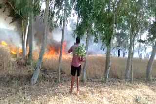 wheat-crop-destroyed-due-to-fire-in-vikasnagar