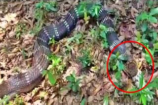 a-giant-king-cobra-that-swallowed-the-python