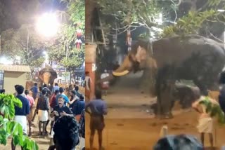 elephant creates ruckus  elephant violent in koyilandy  കൊയിലാണ്ടി ആന ഇടഞ്ഞു  കൊണ്ടംവള്ളി ക്ഷേത്രം ആന വിരണ്ടു