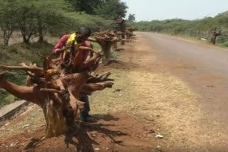 Chhattisgarh: Sculptor Ankush Devangan giving message of saving trees by planting trees upside down