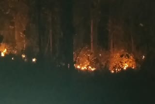 26-hectares-of-forest-wealth-burnt-to-ashes-due-to-the-fire-in-the-forests-of-nainital