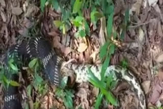 Watch: A Giant King Cobra swallowed Python