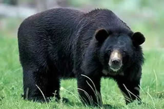 father and son died in bear attack in gumla