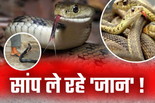 death-toll-due-to-the-bite-of-poisonous-snakes-is-frightening-in-uttarakhand