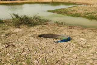 Death of peacock in Kutch: માંડવીના લુડવામાં 7 મોરના મોત, ઝેરી ખાદ્યપદાર્થ ખાવાના કારણે મૃત્યુ થયા હોવાનું અનુમાન