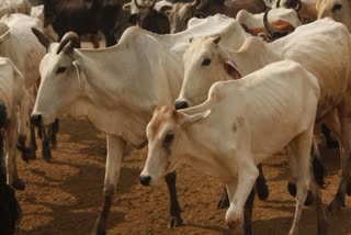 Animals terror in mp