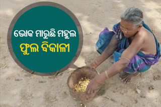 ଭୋକରେ ମାରୁଛି ମହୁଲ ଫୁଲ ବିକାଳି ! ପ୍ରଶାସନ ନିଦାବିଷ୍ଣୁ